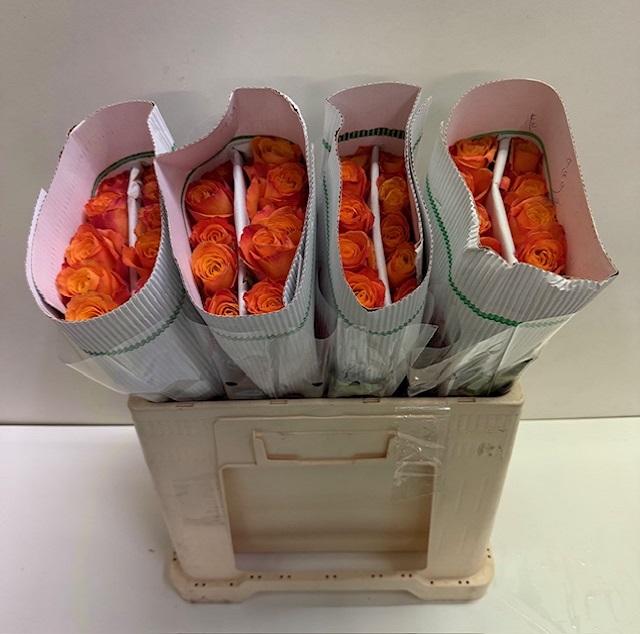 Rosa gr confidential KW.jpg